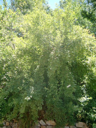 Euonymus europaeus